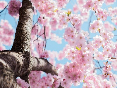 sakura